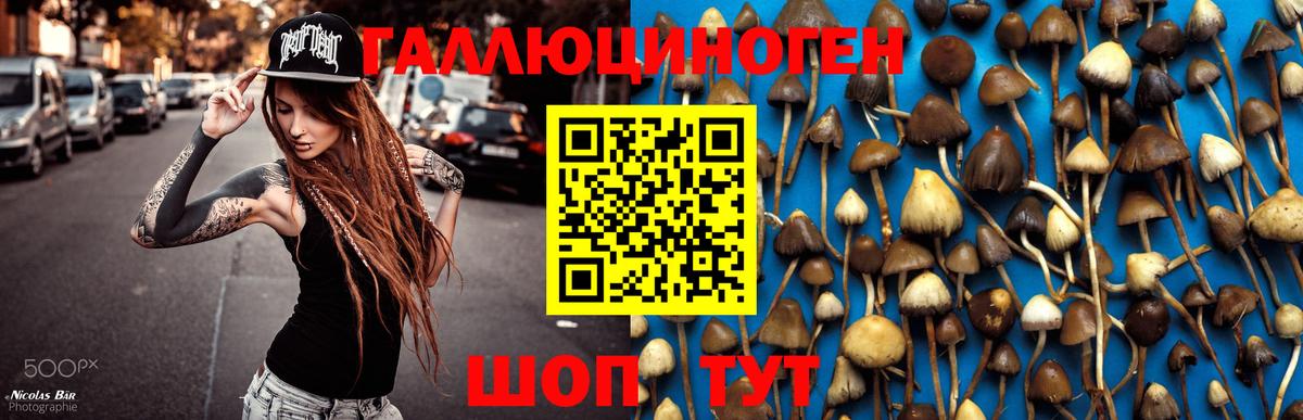 Псилоцибиновые грибы MAGIC MUSHROOMS  Псилоцибиновые грибы GOLDEN TEACHER  Карабулак  Вход с VPN 